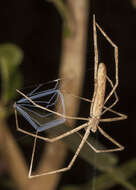 Image of Deinopis longipes F. O. Pickard-Cambridge 1902