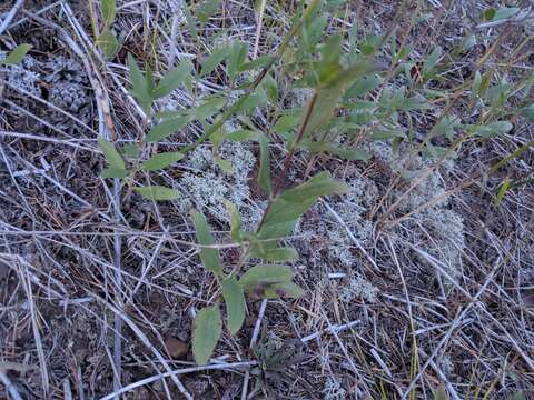 Image of stiff sunflower