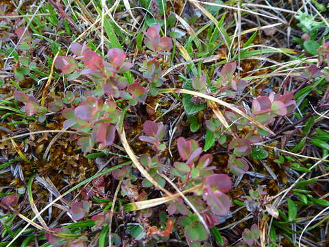 Image of Vaccinium uliginosum subsp. microphyllum Lange