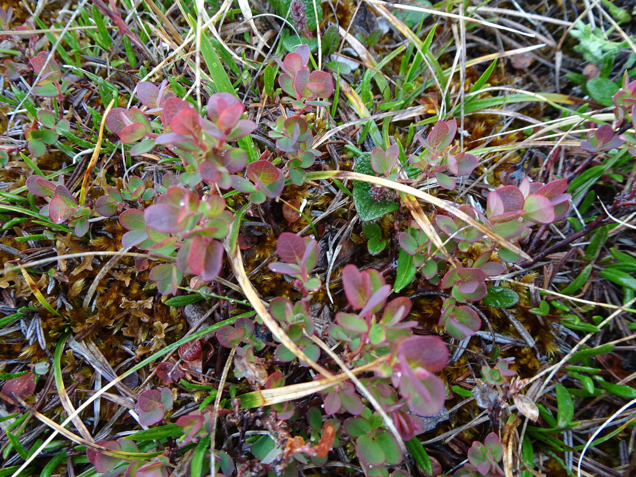 Vaccinium uliginosum subsp. microphyllum Lange的圖片