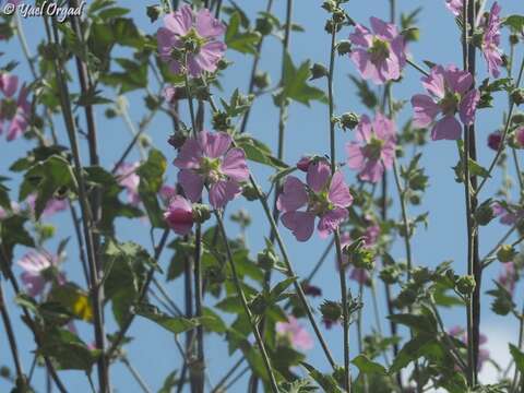 Image of Malva unguiculata (Desf.) Alef.