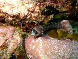 Image of Spectacled triplefin