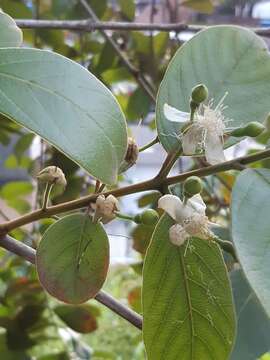 Image of Guinea guava