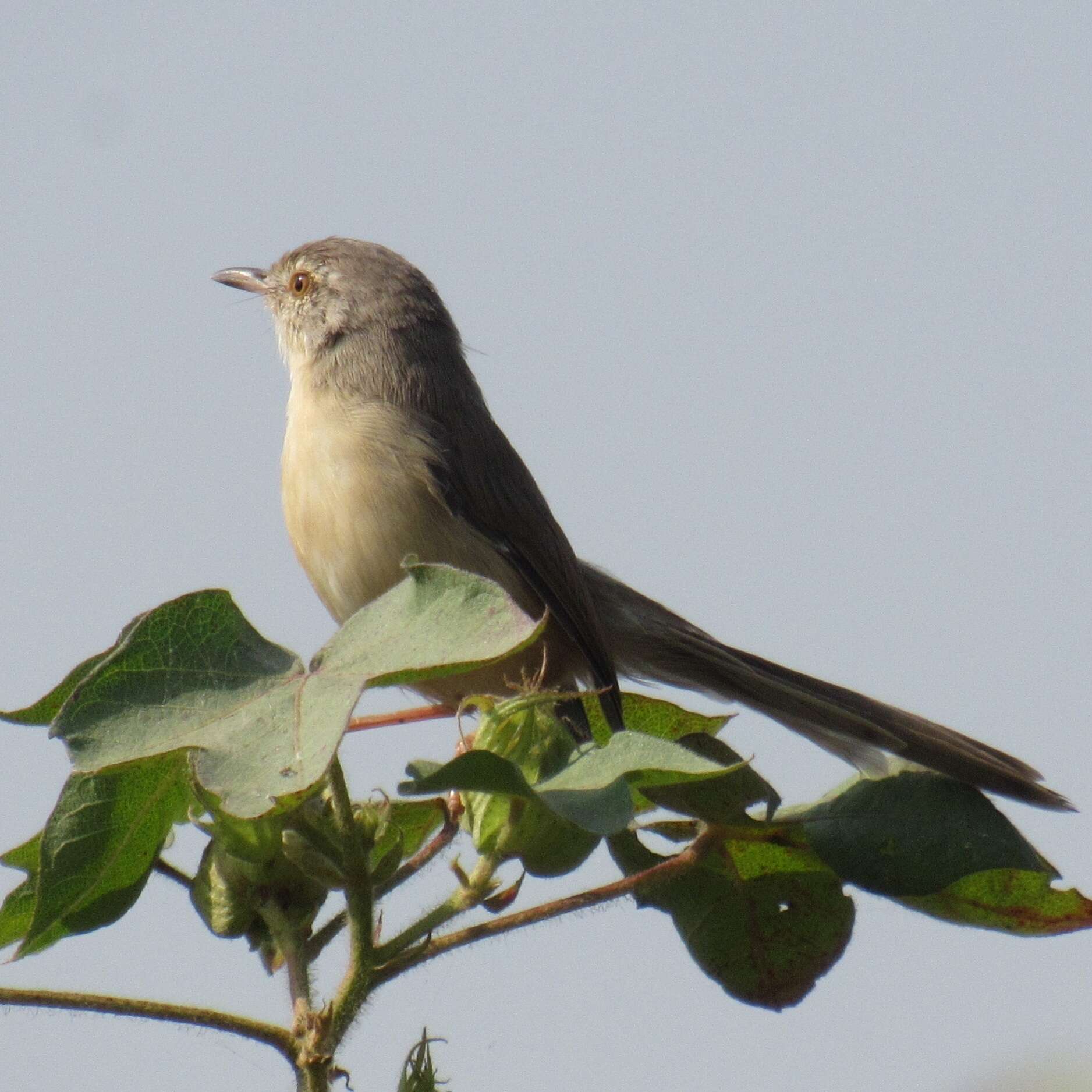 Image of Jungle Prinia