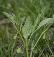 Physalis virginiana Mill.的圖片