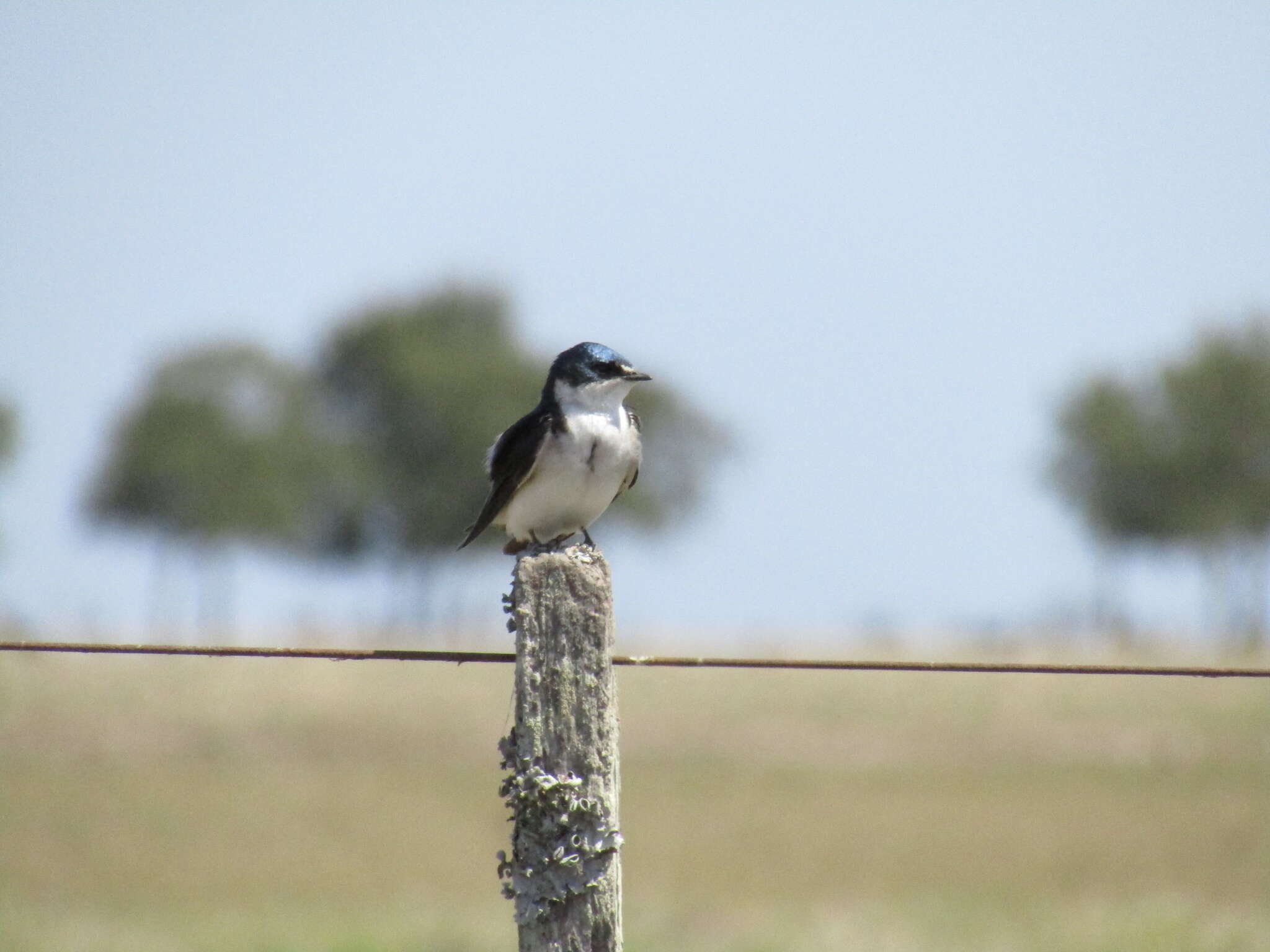 Tachycineta leucorrhoa (Vieillot 1817) resmi