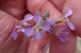 Plancia ëd Hesperidanthus linearifolius (A. Gray) Rydb.