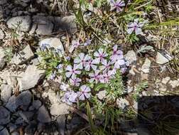 Image of alyssumleaf phlox