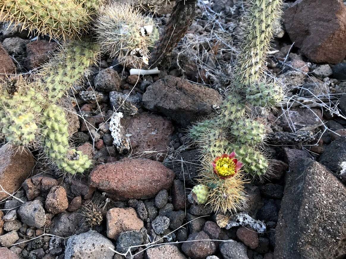 Image of Cylindropuntia alcahes var. burrageana (Britton & Rose) Rebman