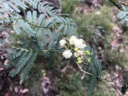 Image of Acacia loroloba Tindale