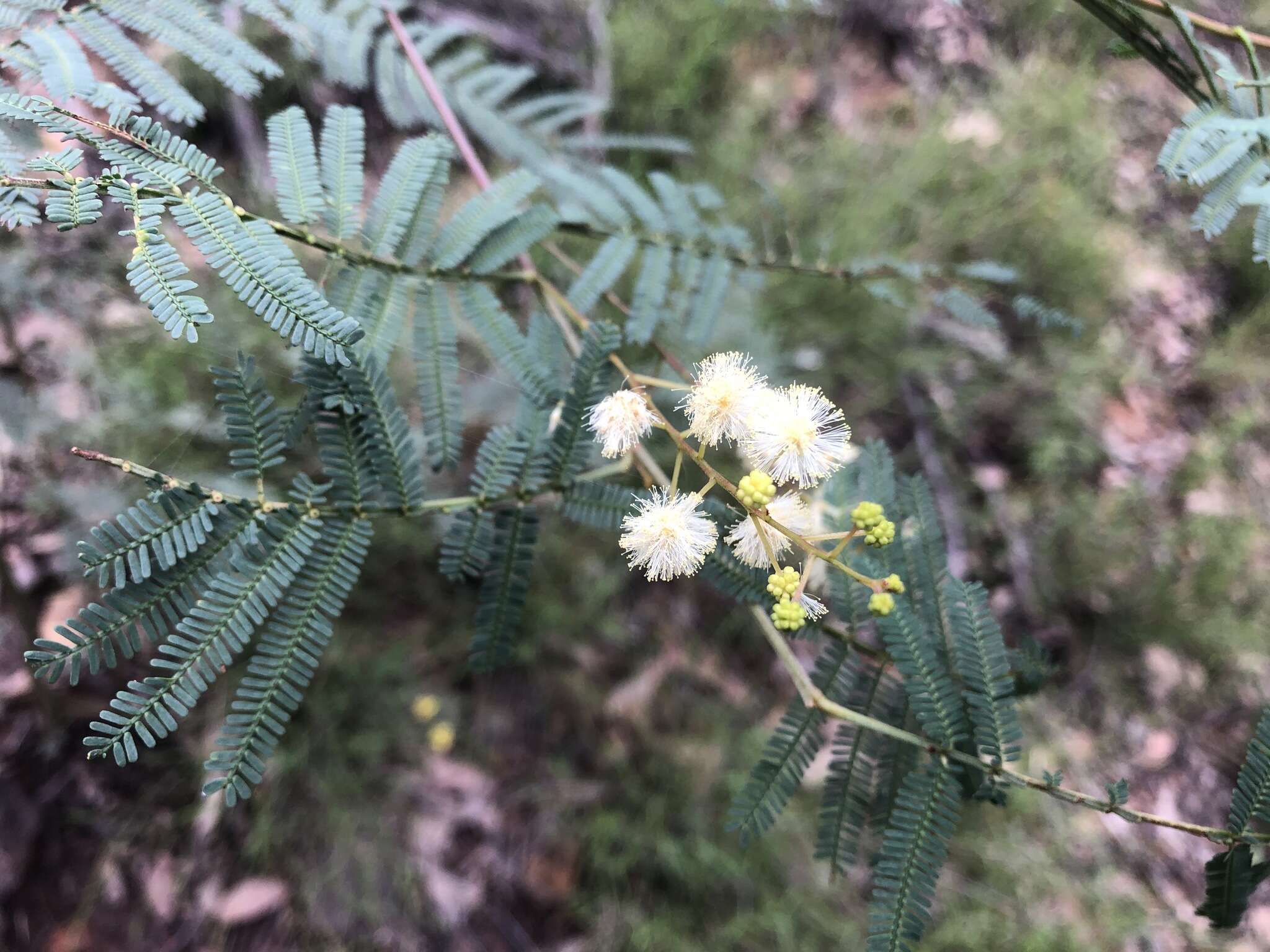 Image of Acacia loroloba Tindale