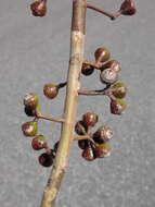 Image of Eucalyptus longirostrata (Blakely) L. A. S. Johnson & K. D. Hill