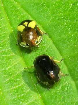 Image of Dogwood Spittlebug