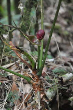 Imagem de Anthurium globosum Croat