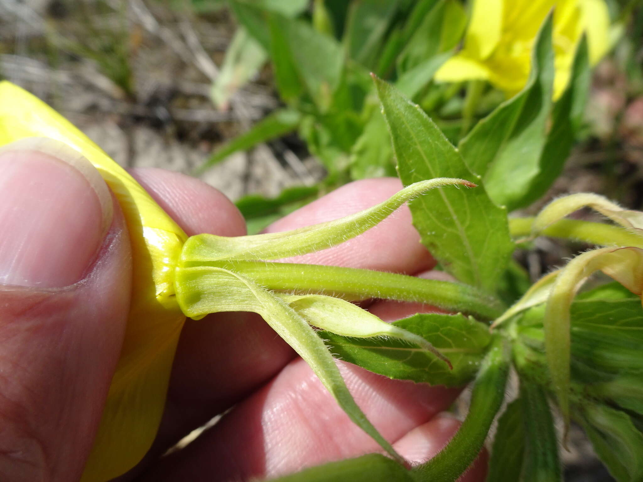 Plancia ëd Oenothera cambrica K. Rostanski