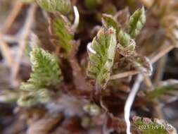 Image of Leptinella pectinata subsp. villosa (D. Lloyd) D. G. Lloyd & C. J. Webb