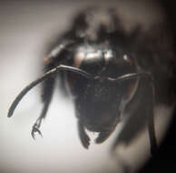 Image of Bombus morio (Swederus 1787)