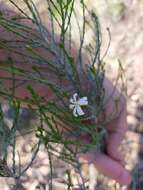 Image de Olearia teretifolia (Sond.) F. Müll.