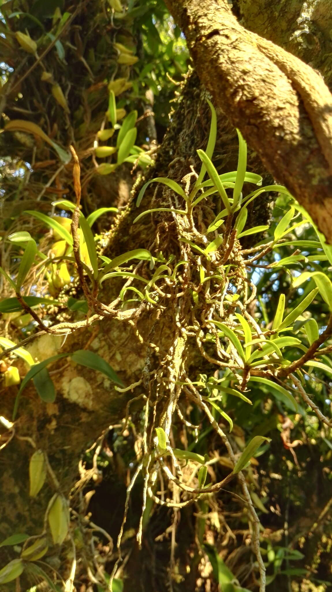 Image of Angraecum conchiferum Lindl.