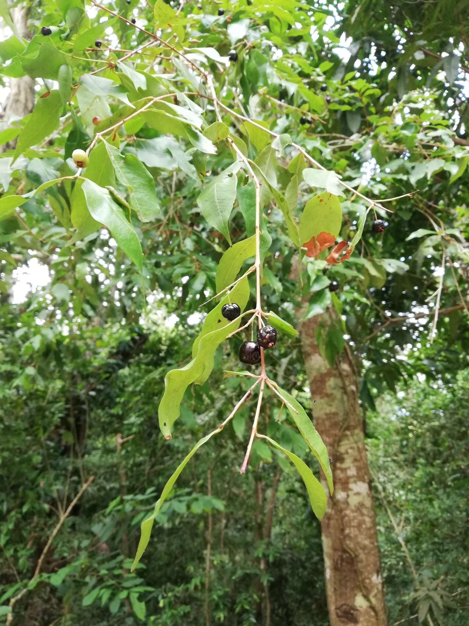 Imagem de Damburneya salicifolia (Kunth) Trofimov & Rohwer