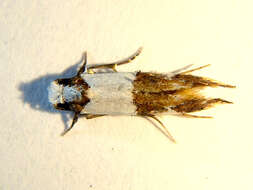 Image of Blotched monopis moth