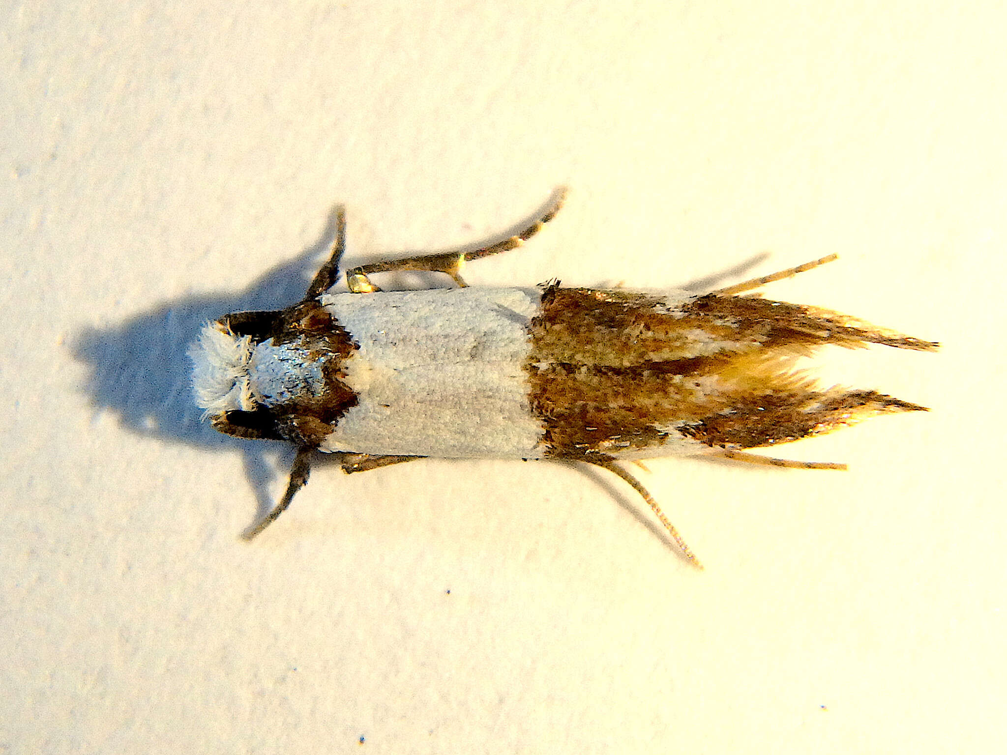 Image of Blotched monopis moth