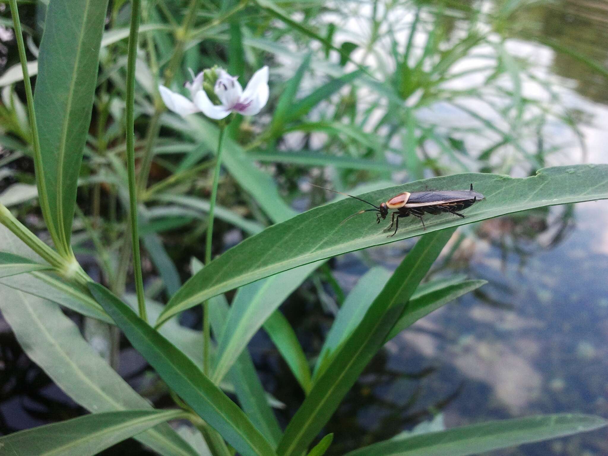 Image of Pale Bordered Field Cockroach