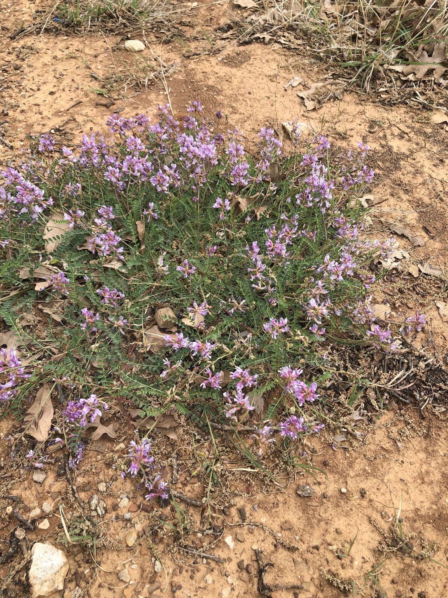 Image of Englemann's milkvetch