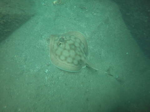 Image of Bullseye Round Stingray