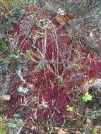 Image of red bog-moss