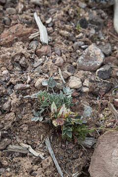 Astragalus loanus Barneby的圖片