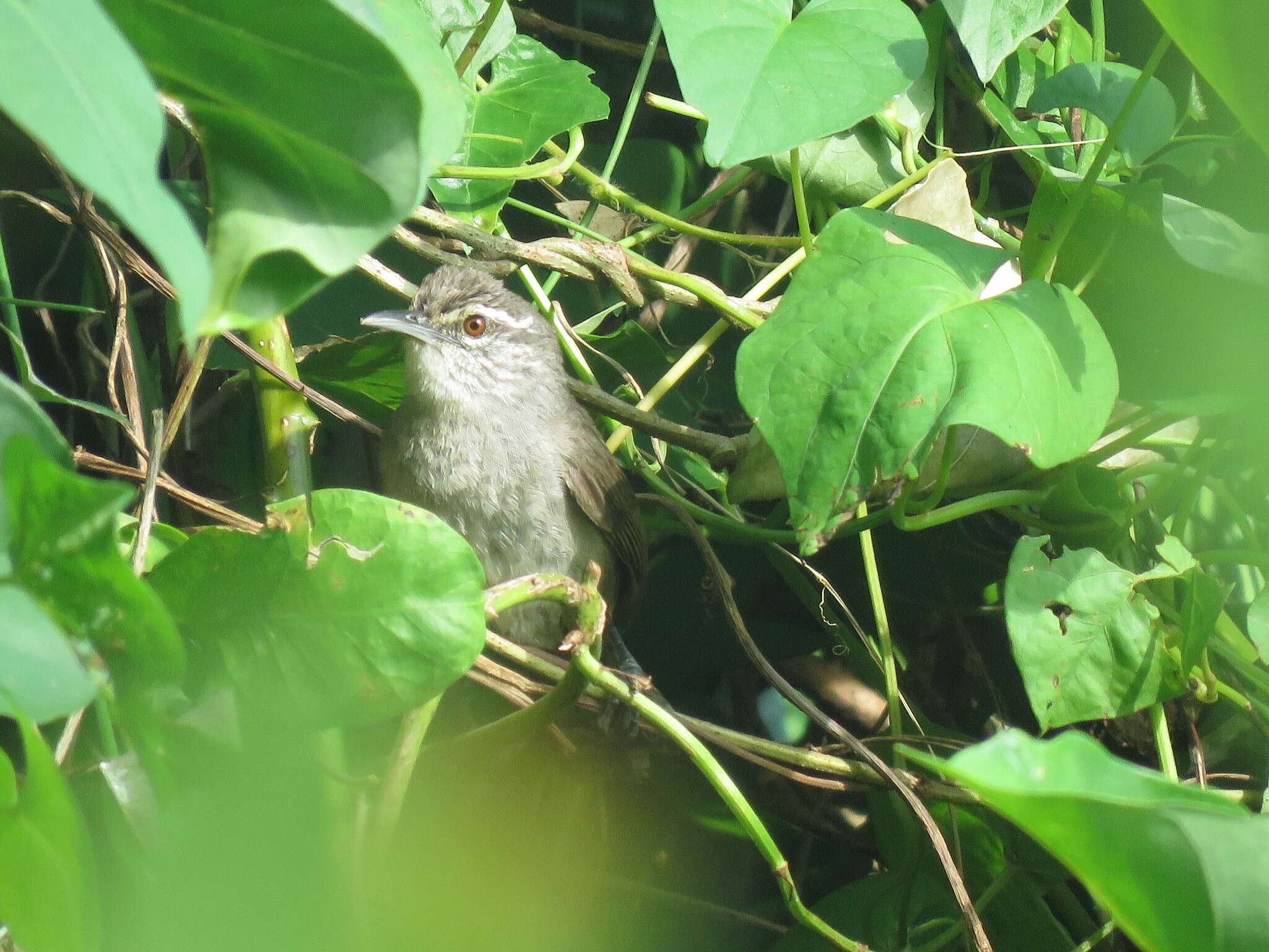 Image of Canebrake Wren