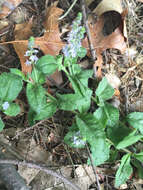 Image of Health Speedwell