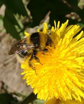 Слика од Bombus semenoviellus Skorikov 1910