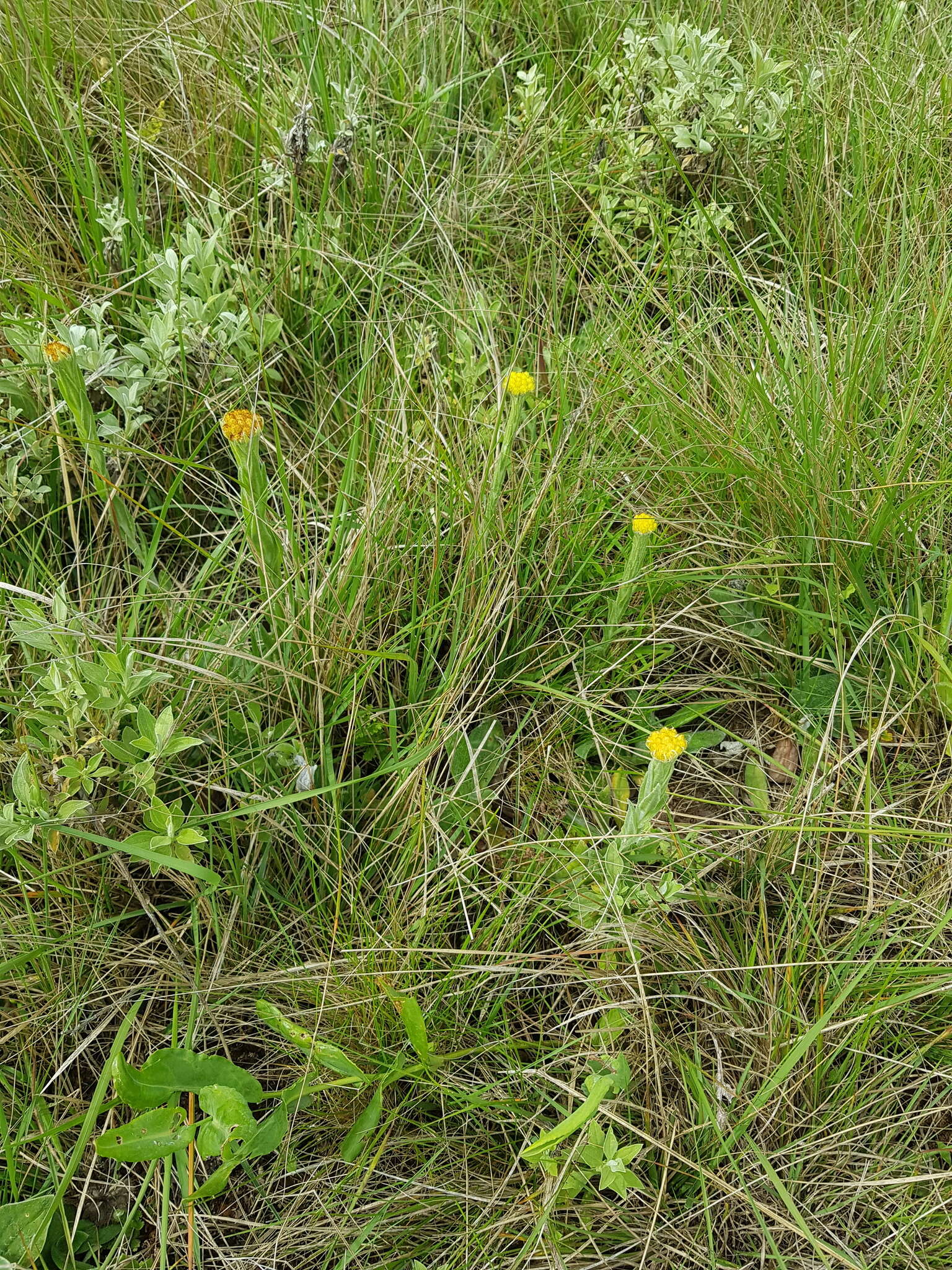 Imagem de Helichrysum subluteum Burtt Davy