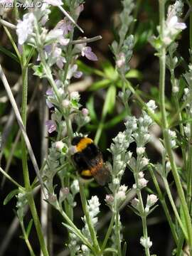 Image of Teucrium creticum L.