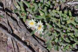 Imagem de Corpuscularia angustipetala (Lavis) H. E. K. Hartmann