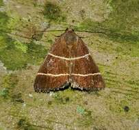 Image of Four-Lined Chocolate Moth