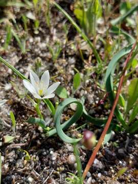 Image of Ornithogalum broteroi M. Laínz