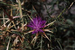 Image of Centaurea calcitrapa subsp. calcitrapa