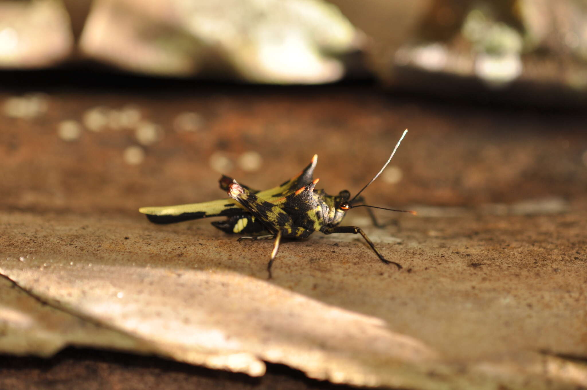 Image of <i>Holocerus devriesei</i> Skejo, Medak, Pavlović, Kitonić, Miko & Franjević 2020