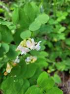 Sivun Lathyrus nevadensis var. puniceus kuva