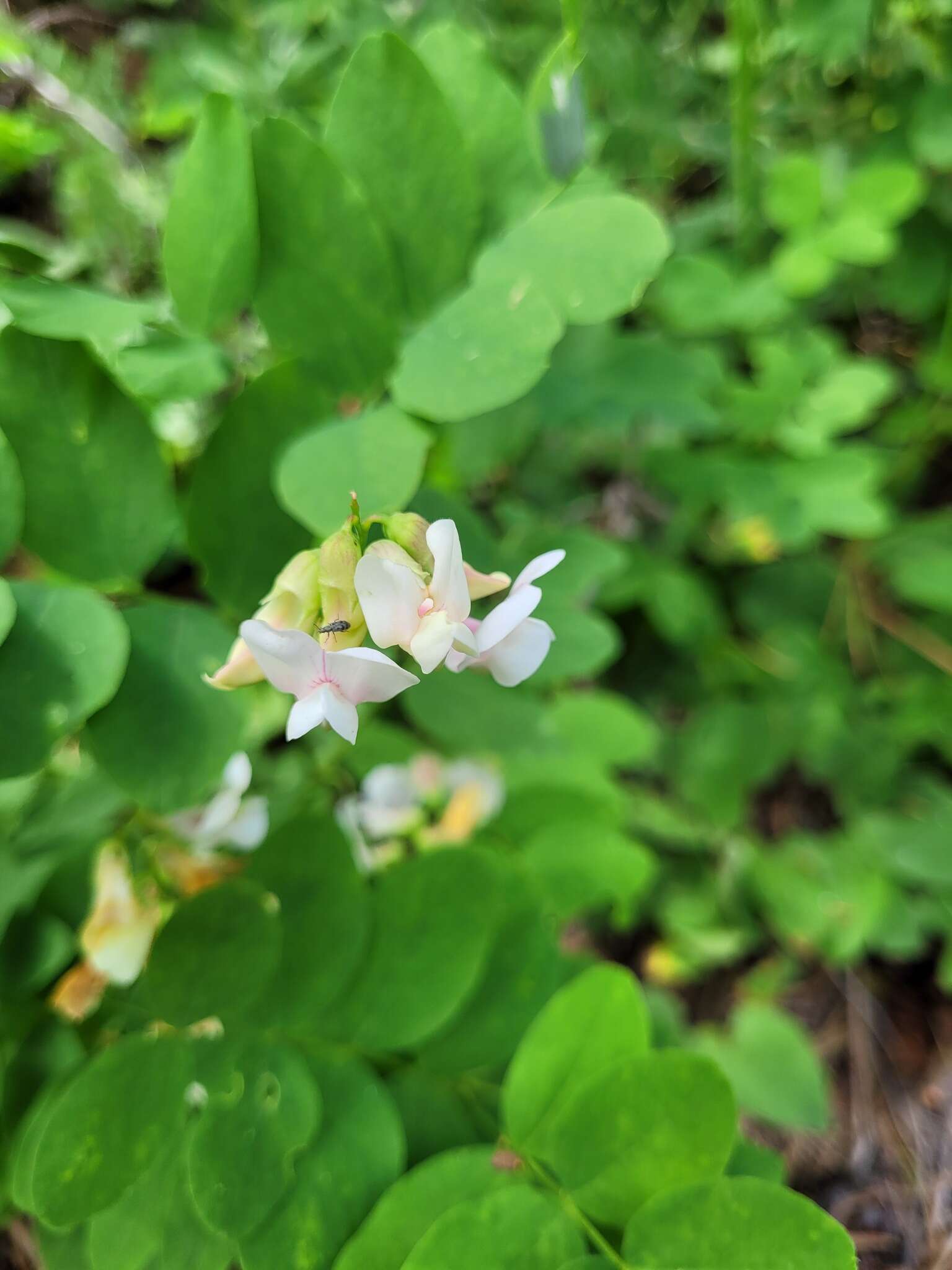 Lathyrus nevadensis var. puniceus resmi