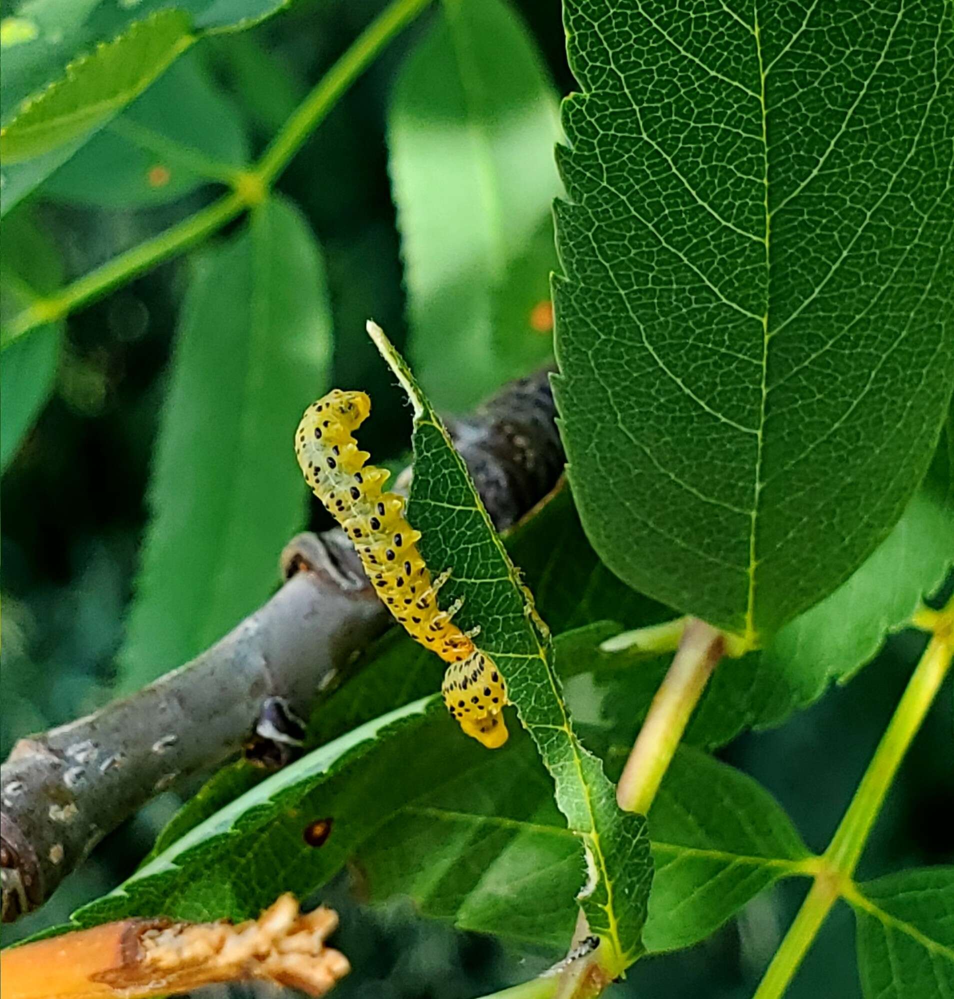 Image of Mountain-ash sawfly