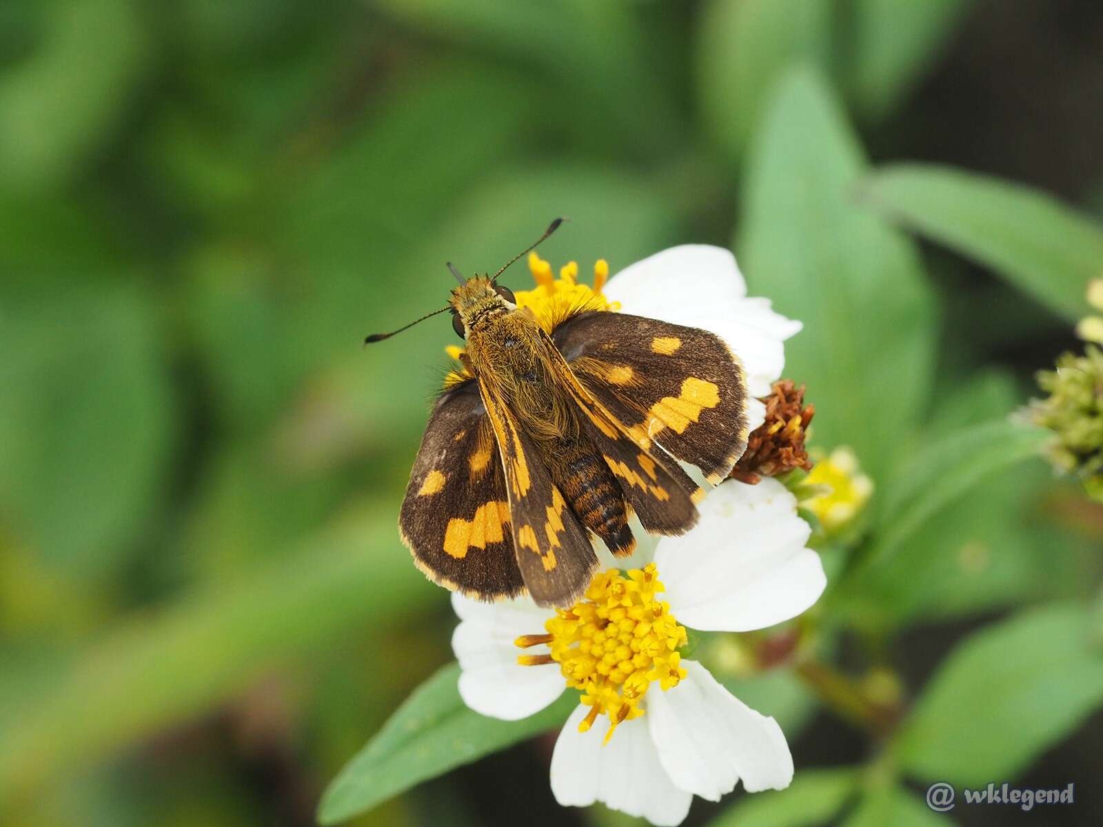 Potanthus trachala Mabille 1878 resmi