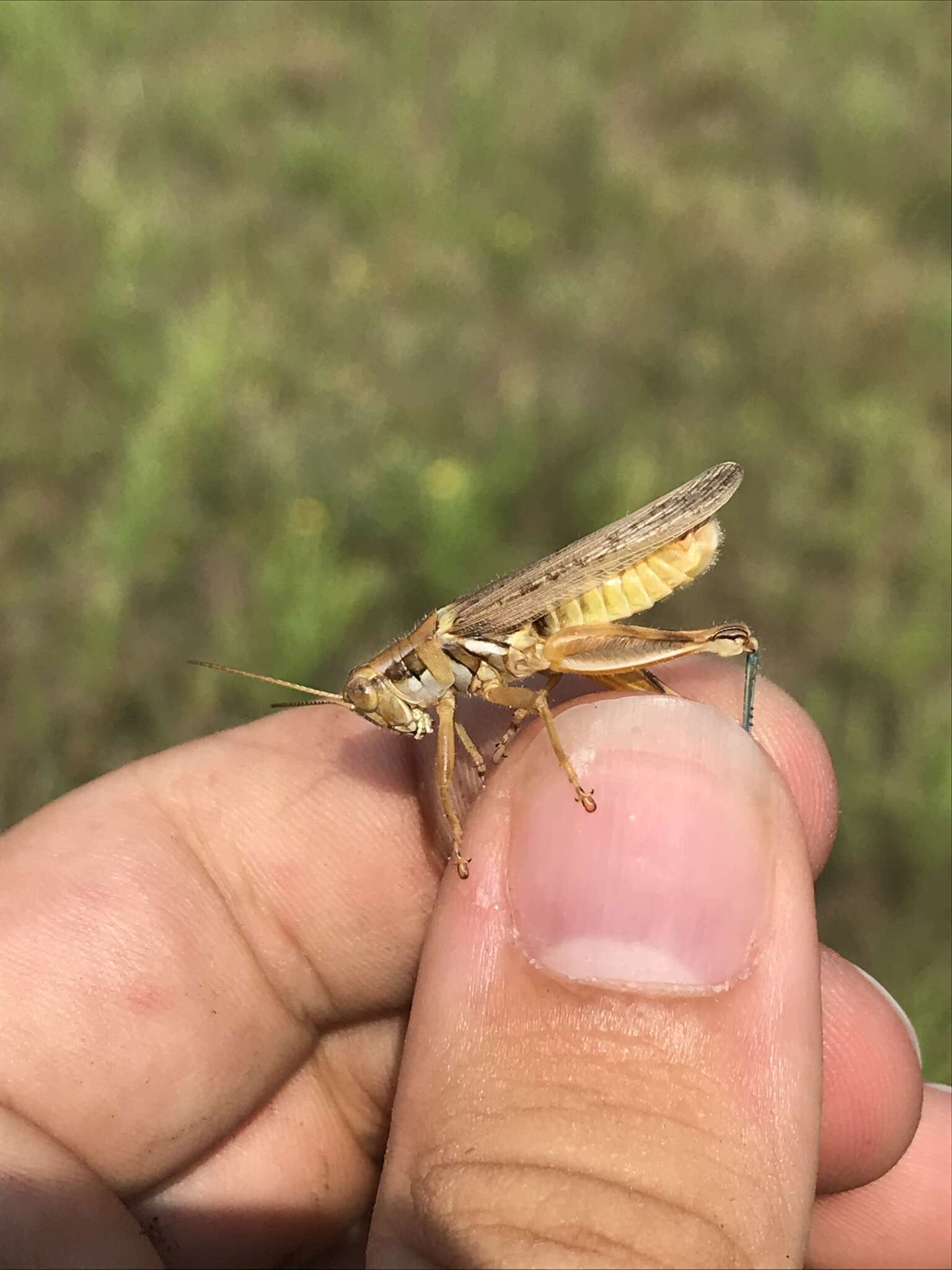 Sivun Melanoplus flavidus Scudder & S. H. 1878 kuva