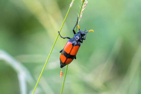 Image of <i>Hycleus tekkensis</i>