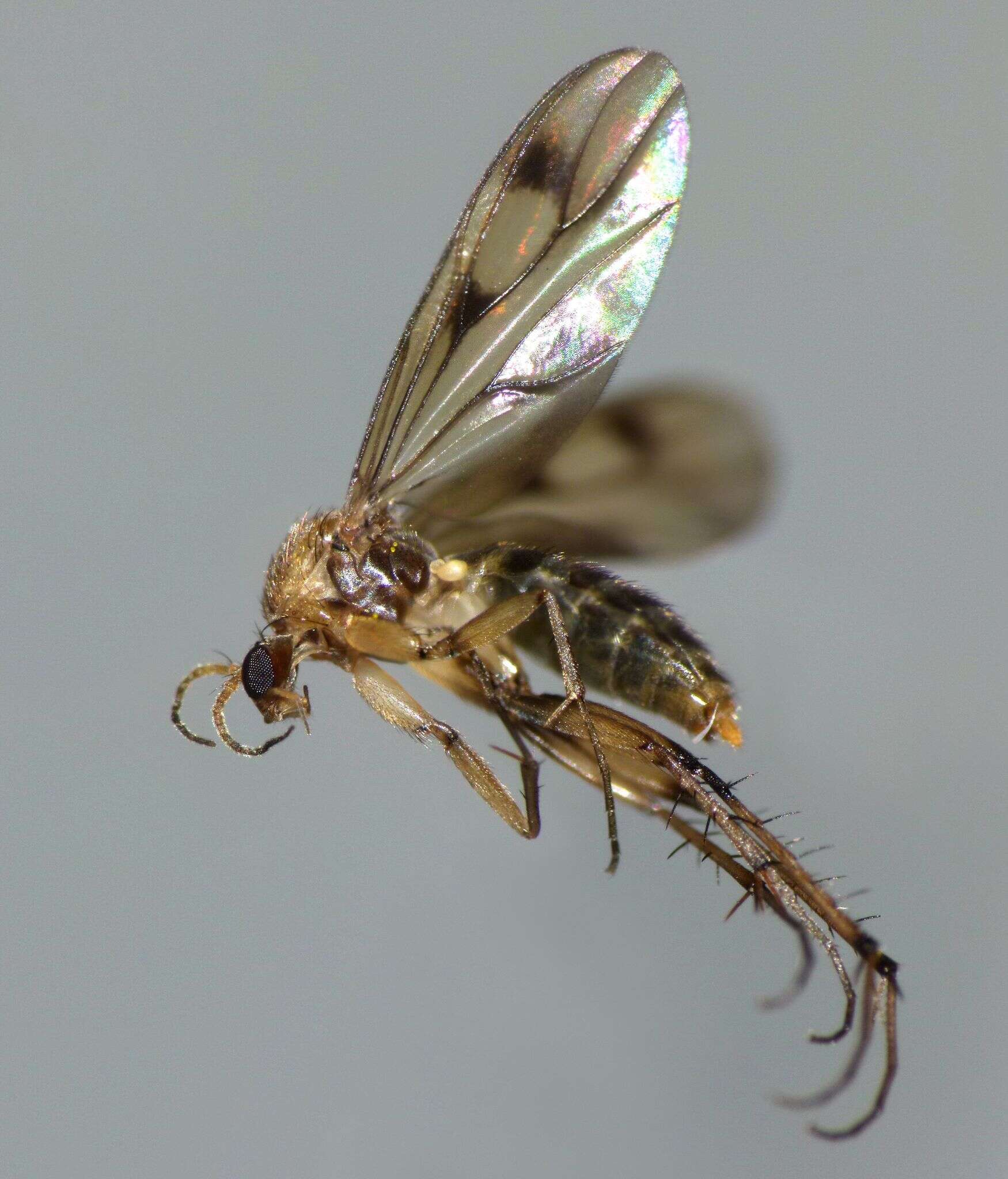 Image of Anomalomyia guttata (Hutton 1881)