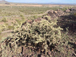 Image of buck-horn cholla