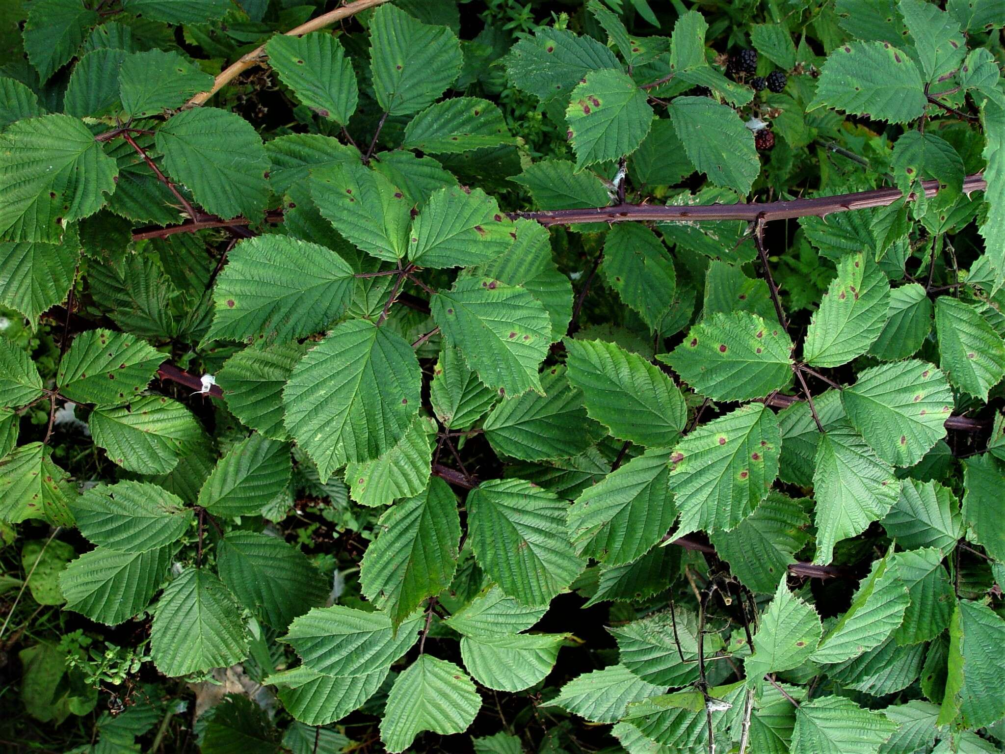 Image of Rubus nemoralis P. J. Müll.